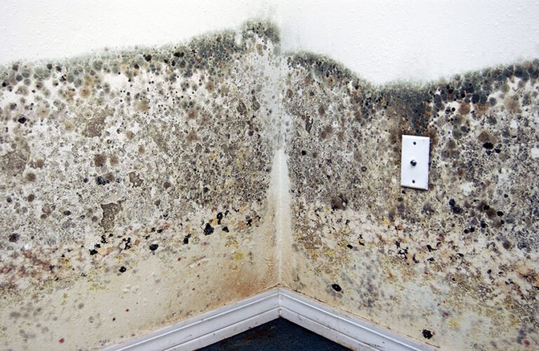 how to prevent mold growth after flood