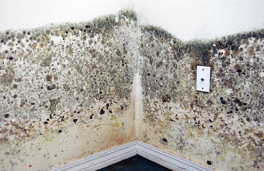 how to prevent mold growth after flood